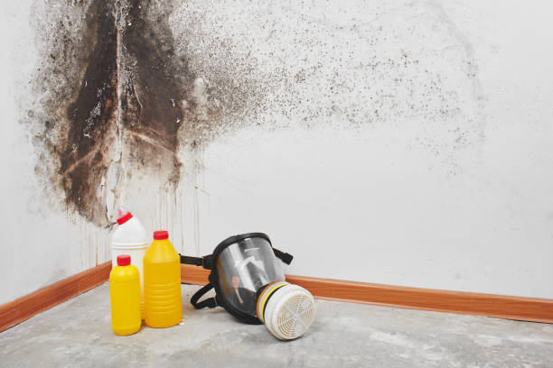 Professional Mold Removal in Canyon Lake, TX