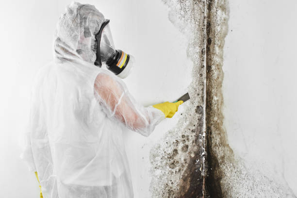 Best Professional Mold Removal  in Canyon Lake, TX