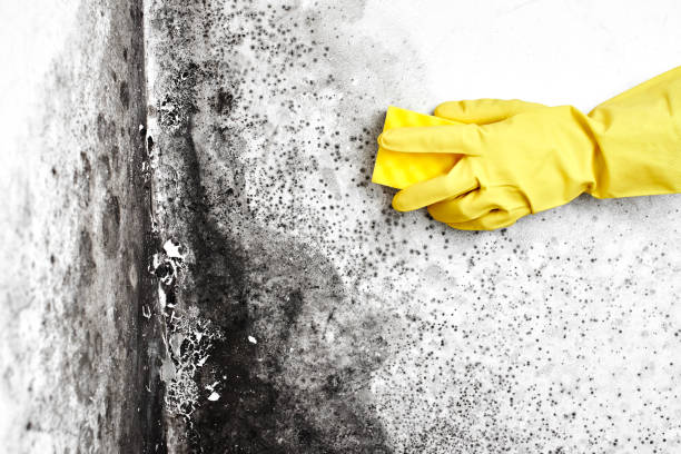 Certified Mold Removal in Canyon Lake, TX