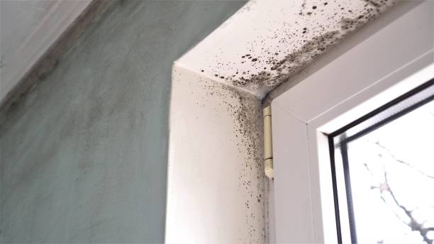 Best Commercial Mold Removal  in Canyon Lake, TX