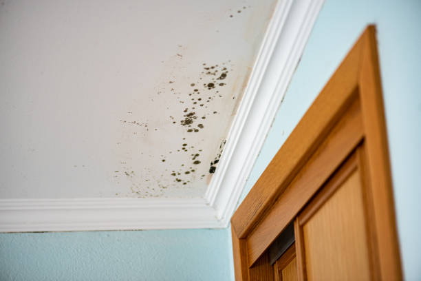 Best Best Mold Removal Companies  in Canyon Lake, TX