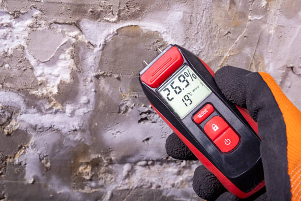 Best Mold Removal Company Near Me  in Canyon Lake, TX