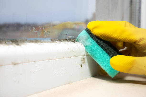 Best Residential Mold Removal  in Canyon Lake, TX