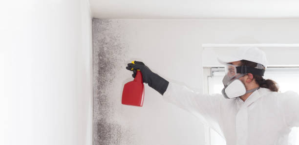Best Black Mold Removal  in Canyon Lake, TX