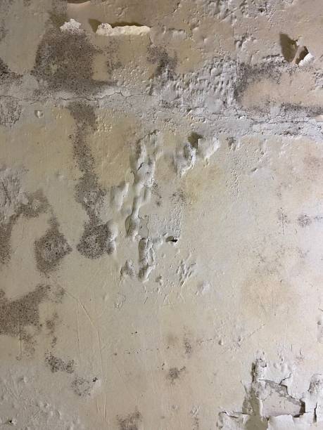 Best Mold Testing  in Canyon Lake, TX
