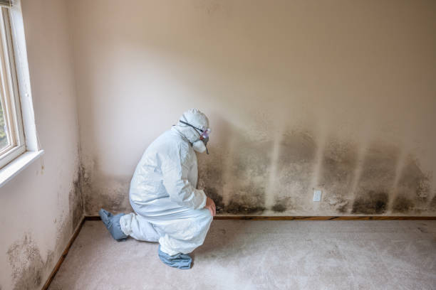 Best Local Mold Removal Service  in Canyon Lake, TX