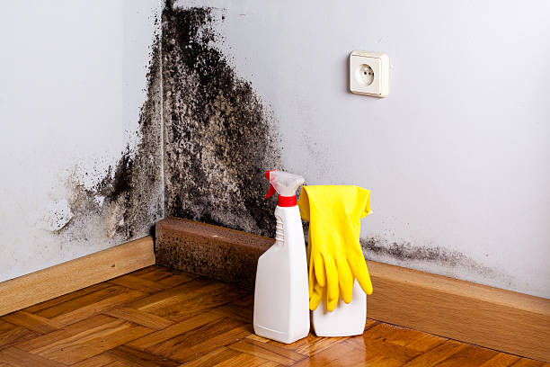 Best Emergency Mold Removal  in Canyon Lake, TX