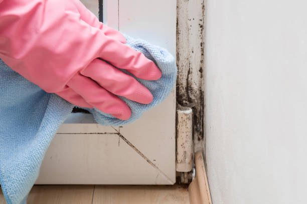 Best Mold Removal Near Me  in Canyon Lake, TX