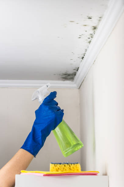 Best Attic Mold Removal  in Canyon Lake, TX